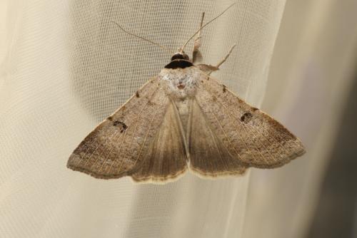 Lygephila craccae